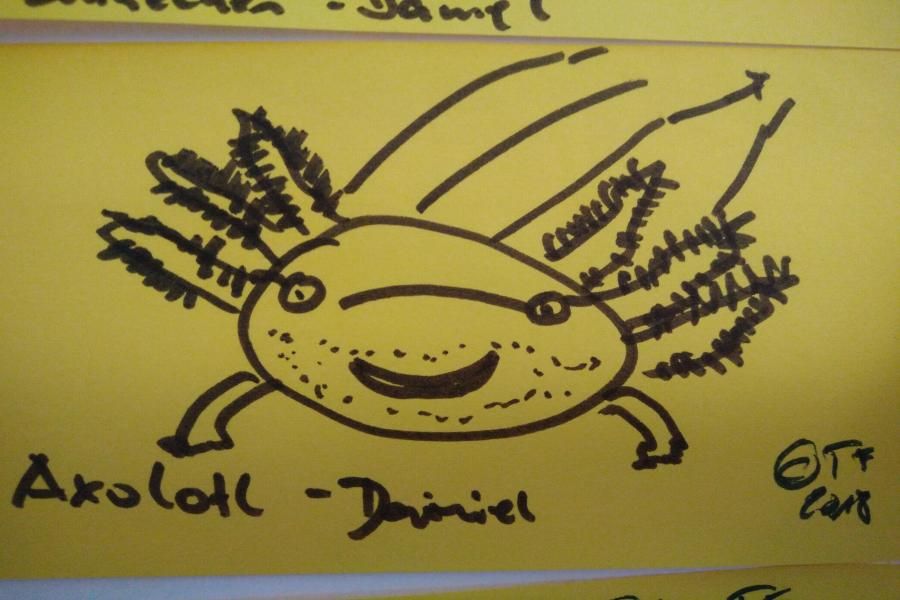 Axolotl-Daniel