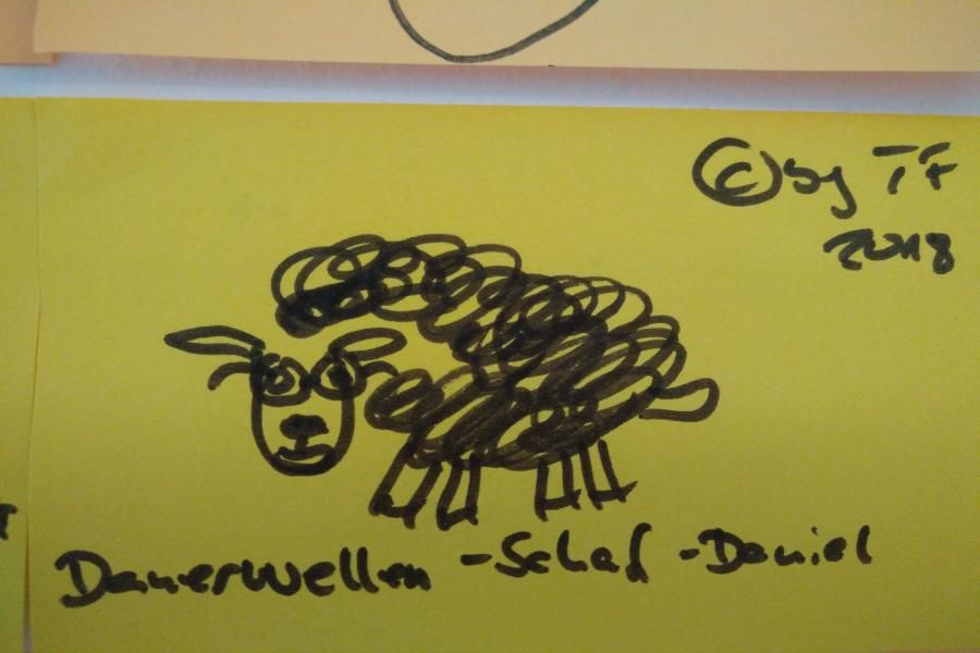 Dauerwellen-Schaf-Daniel